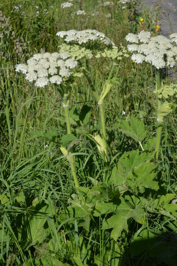 51.A_HeraSpon_flhab_MWrd_7113_2