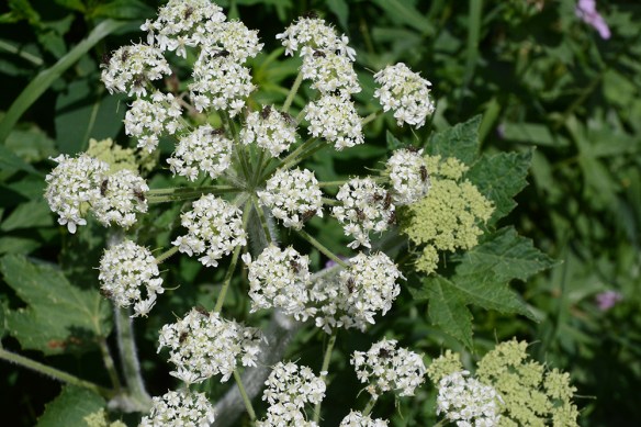 51.HeraSpon_FlCu_wFlies_TetonPs_7.1.16_1a_Q2_5x3_200