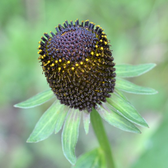 9.RudbOcci_infl_LSR_81814_1aQ2_3x3_300fix