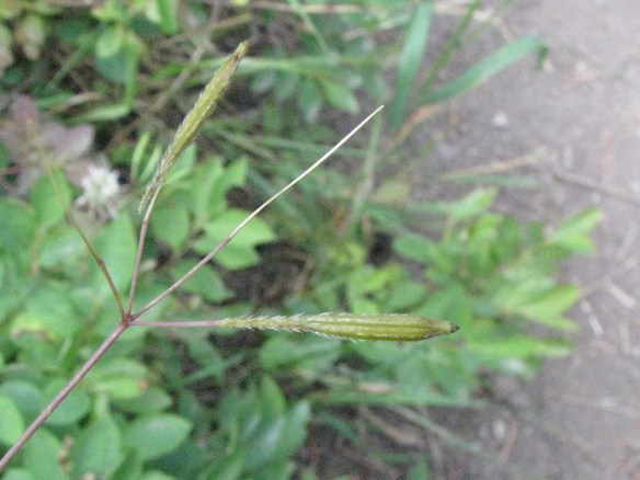 A_Osmchil_Fr_BTNF_8313_3_crp_5x3_180