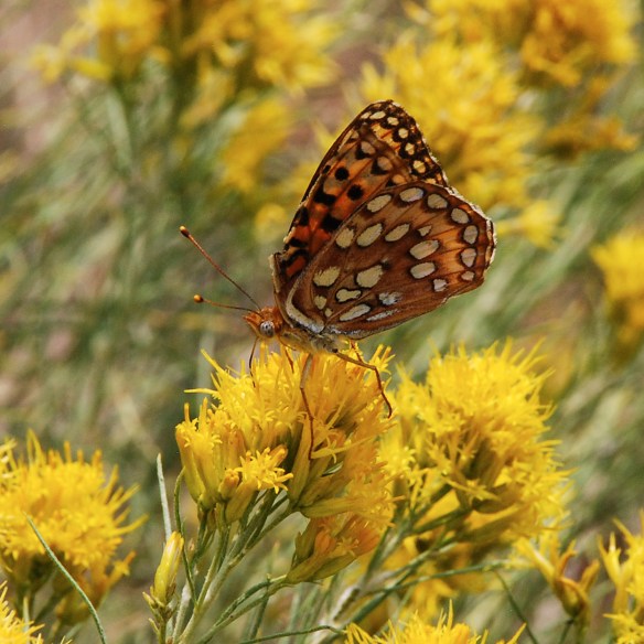 Ai_ButFly_Frit on Rabbitbrush_bySMarsh_8.23.20_5x5_250_Q1.jpg