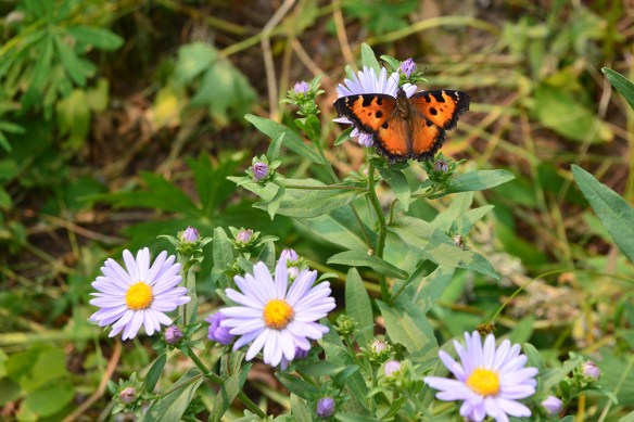 Ai_butfly_MilbTortShell_SympFoli_PhilPs_8.21.20_3a_Q1_crp_5x3_200