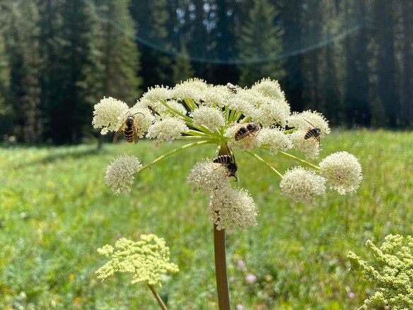 AngeArgu_fl_pol_Wasps_PhilPsTr_8.22.20_ip_Q2_5x3200