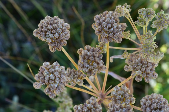 AngeArgu_fr_BlkTPlat_8.13.20_2a_crp_5x3_200