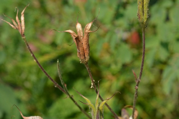 AquiCoel_fr_HolLkTr_81513_3Q2_crp_5x3_200