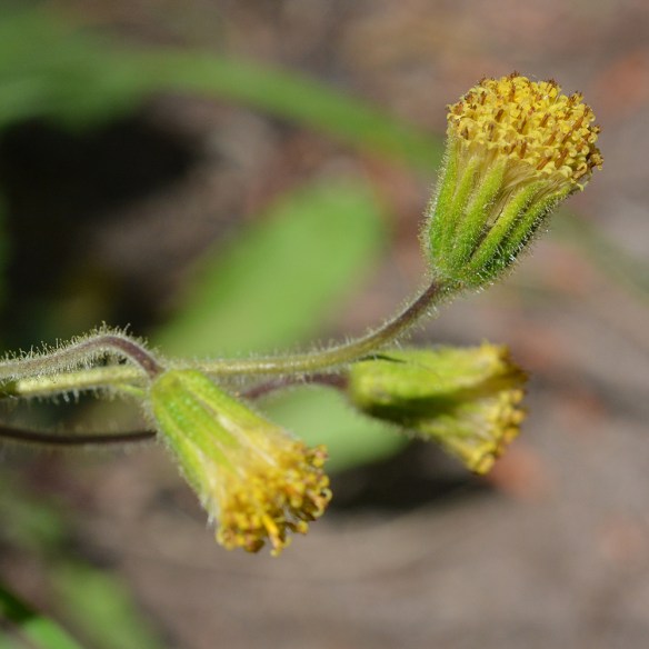 ArniParr_flCu_MsPdTr_71413_1a_5x5_200ppt