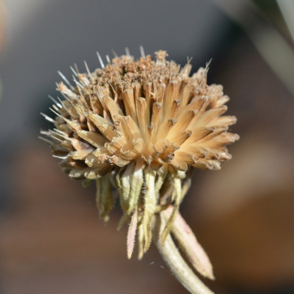 BalsSagi_frhd_col_91013_1_crp_5x5_200