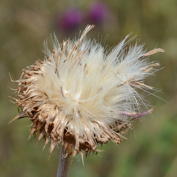 CardNuta_fr_GraCan_82015_1Q2_5x5_200