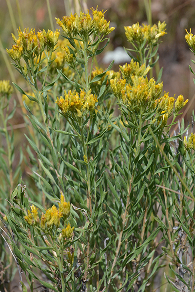 ChryVisc_fllv_Antfl_8714_1web