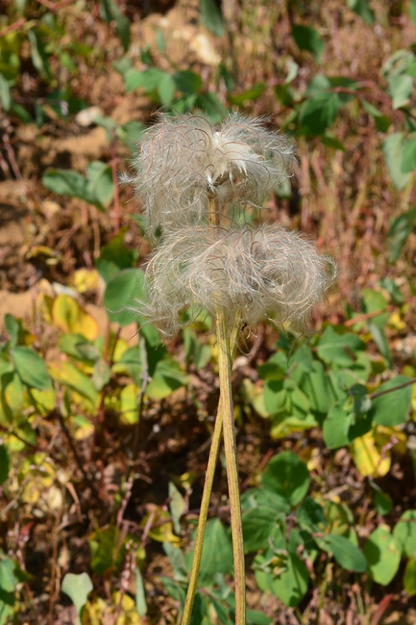 ClemHera_fr_TetPsTr_8.27.20_1a_Q2_crp_3x4_3_200