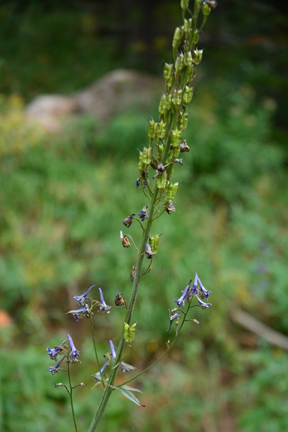 DelpOcci_frfl_TetPsTr_8.27.20_1_Q1_3x4_200