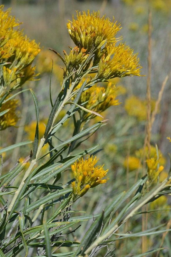 EricNaus_flst_MWrd_81514_2_Q2_3x4_200