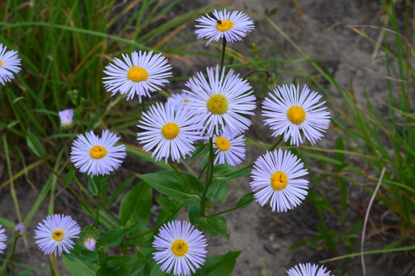 ErigSpec_flst_8.1.20_GTNPRd_2_Q1_crp_5x3_200