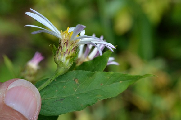 EuceEnge_flCU_PhiPs_8914_1Q2fixWeb