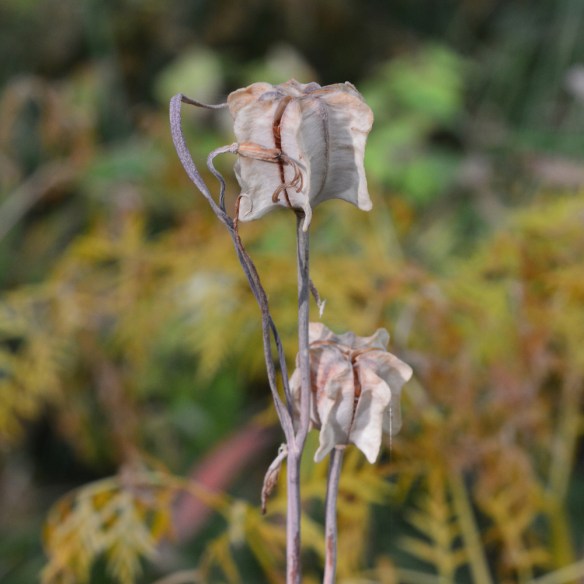 FritAutr_Fr_Munger_8.26.20_2a_Q1_crp_5x5_200