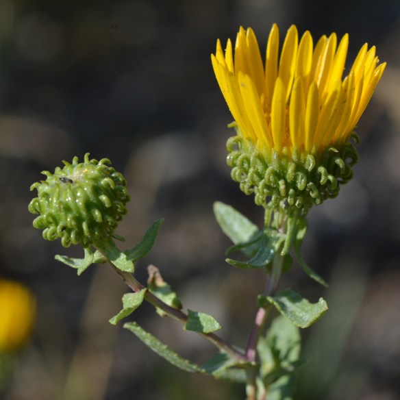 GrinSqua_flbud_MWrd_81814_1_5x5_200