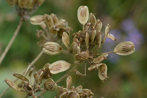 HeraSpon_Fr_MsePd_8913_1_5x3_200