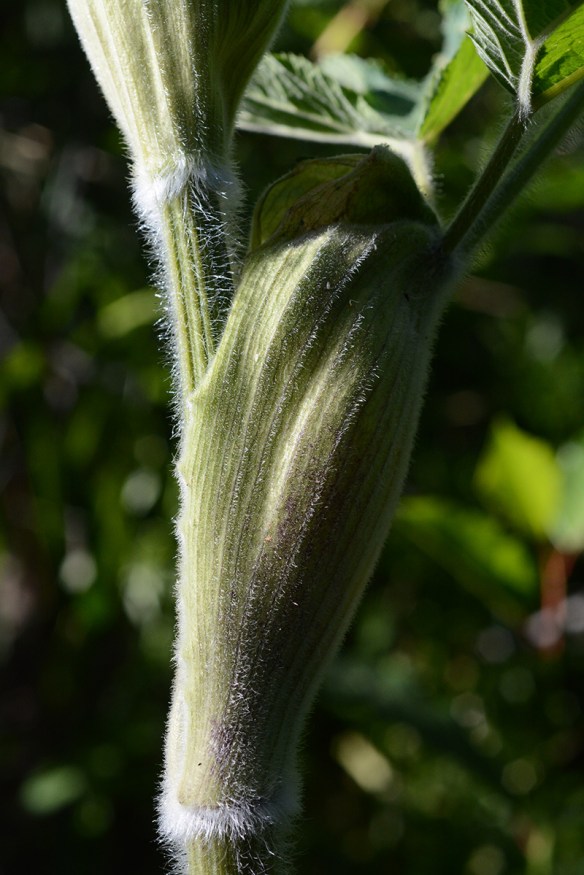 HeraSpon_petiole_TrCrk_6.23.16_1_Q2_3x4_200