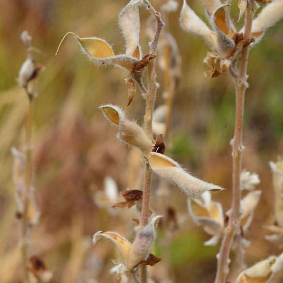 LupiSeri_frst_AntFlts_8.26.20_1a_5x5_200