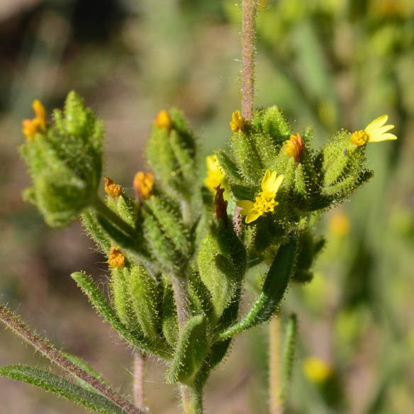 MadiGlom_flst_BlkTPlat_8.13.20_4_Q2_crp_5x5_200