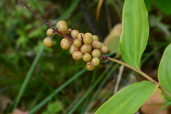 MaiaRace_fr_CratLkTr_8.23.20_1_Q1_5x3_200