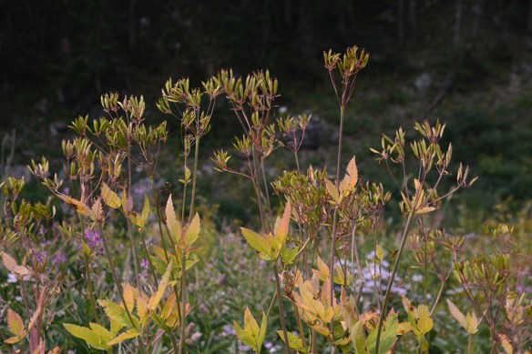 OsmoOcci_frst_several_PhilPsTr_8.21.20_1a_Q2_5x3_200