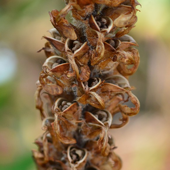 PediBrac_frst_TetPsTr_8.27.20_1b_Q1_crp_3x3_200