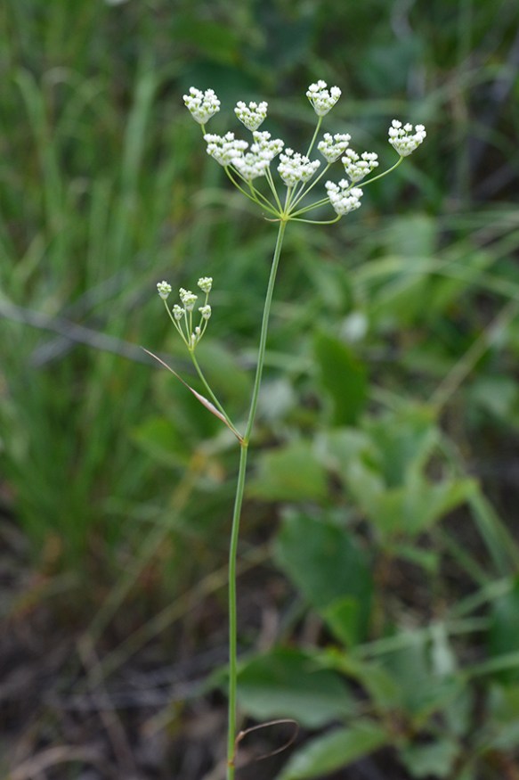 PeriMont_flst_8.1.20_GTNPRd_1_Q2_3x4.5_200