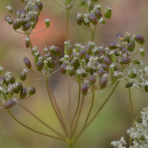 PeriMont_frcu_DtcCrkRd_91713_1_5x5_200