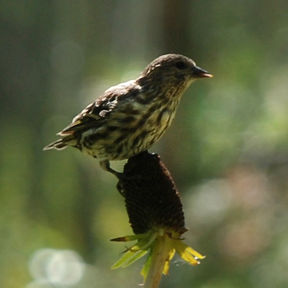 PISI on RUOC 3 copy_crp_5x5_235