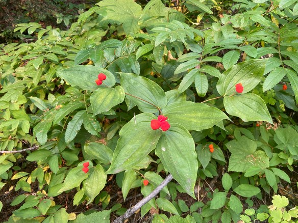 ProsTrac_frhab_PhilPsTr_8.22.20_ip_Q1_5x3_200