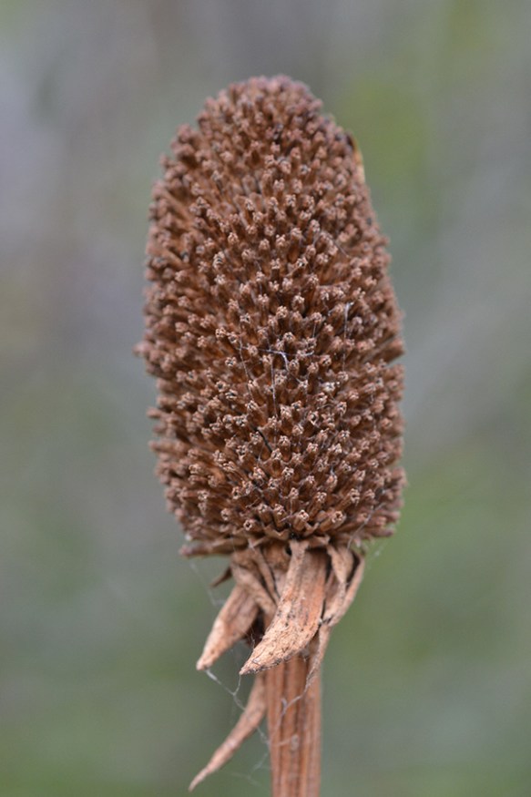 RudbOcci_fr_PhlLk_91513_1Q1_crp_3x4_200