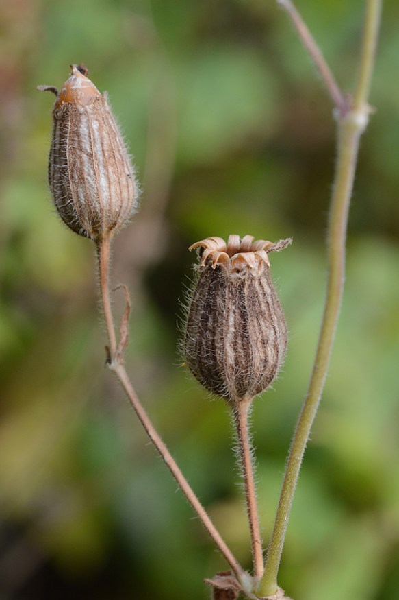 SileLati_frCalyx_TrCkTr_8.26.18_3_Q2_crp_3x4_200