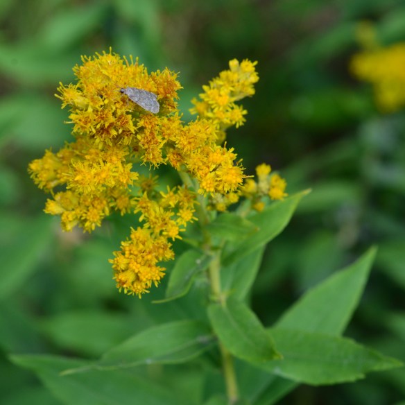 SoliCana_fl_pol_GamCrk__7.22.20_1_Q2_crp_5x5_200