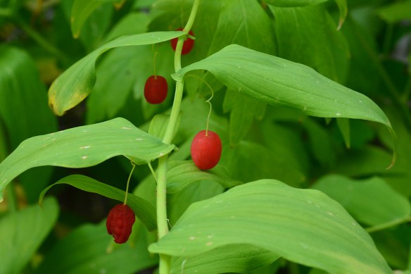 StreAmpl_frst_CratLkTr_8.23.20_1_Q1_crp_5x3_200