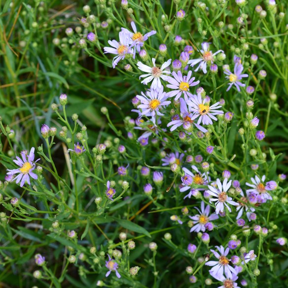 SympAsce_flhab_7.23.20_BTNF_1_Q2_crp_5x5_200