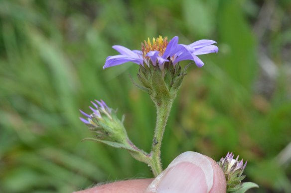 SympFoli_fl_MsePdTr_71413_1_71413_1_Q2_5x3_200