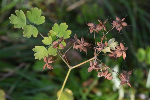 ThalFend_Frlf_Munger_8.26.20_1_Q1_crp_5x3-200