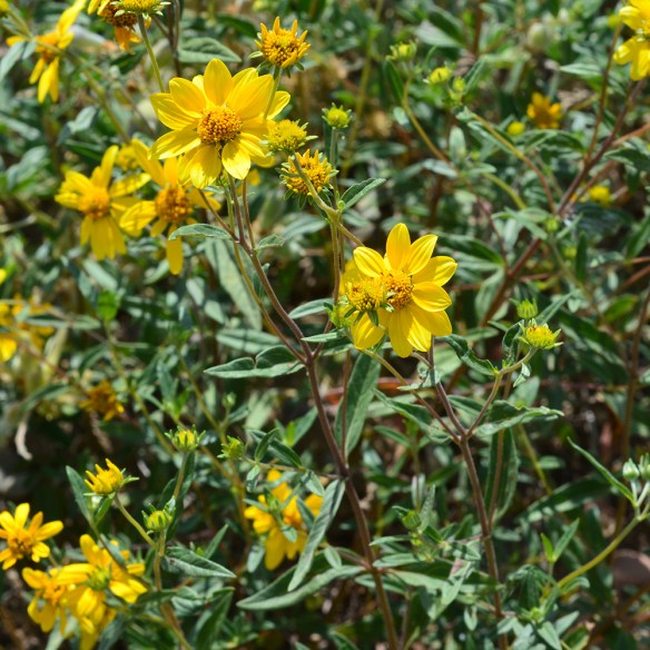 ViquMulti_flhab_8.1.20_GTNPRd_1_Q2_crp_5x5_200