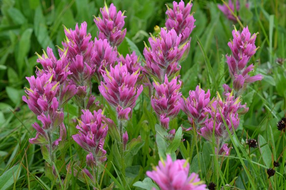 What’s in Bloom: Meadow Plants around Jackson Hole in July | Teton Plants